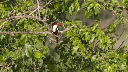 İzmir yalıçapkını