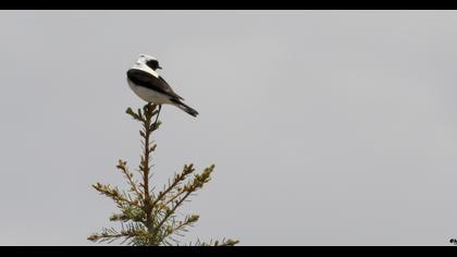Karakulaklı kuyrukkakan