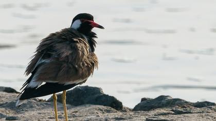 Red-wattled Lapwing