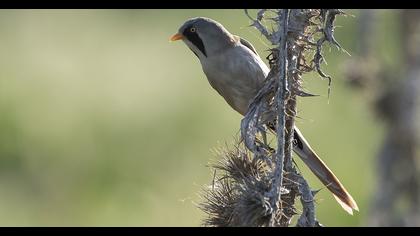 Bıyıklı baştankara