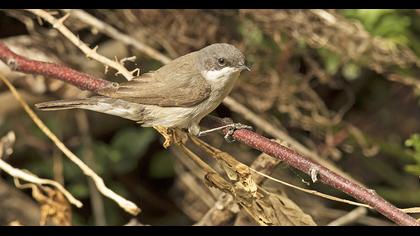 Küçük akgerdanlı ötleğen