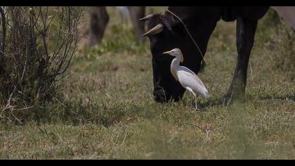 Sığır balıkçılı