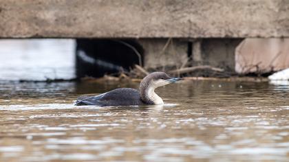 Karagerdanlı dalgıç