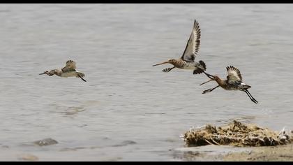 Kıyı çamurçulluğu