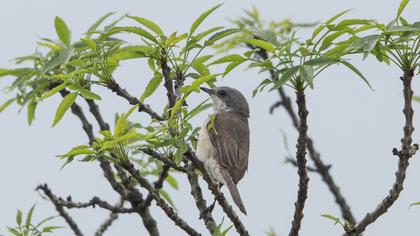 Küçük akgerdanlı ötleğen
