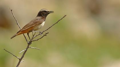 Kızılca kuyrukkakan