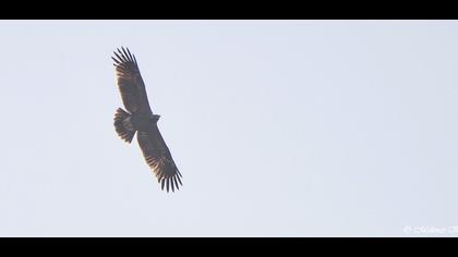 Büyük orman kartalı