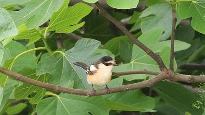 Maskeli örümcekkuşu