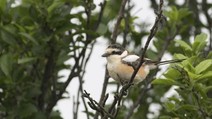 Maskeli örümcekkuşu