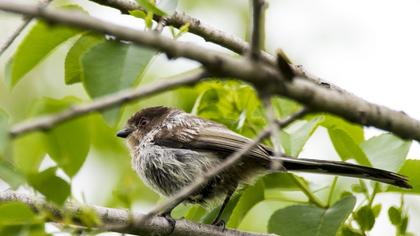 Uzunkuyruklu baştankara