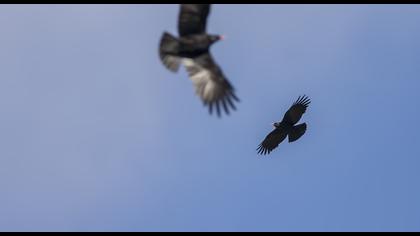Kırmızıgagalı dağ kargası