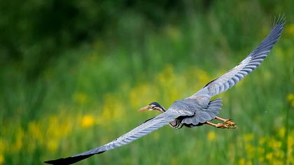 Erguvani balıkçıl
