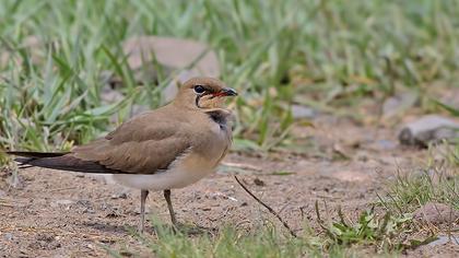 Bataklıkkırlangıcı