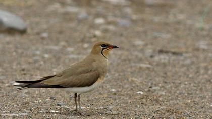 Bataklıkkırlangıcı