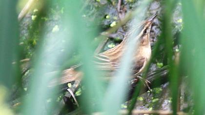 Kındıra kamışçını