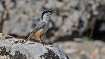 Büyük kaya sıvacısı