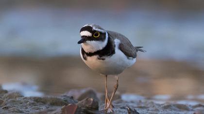 Halkalı küçük cılıbıt