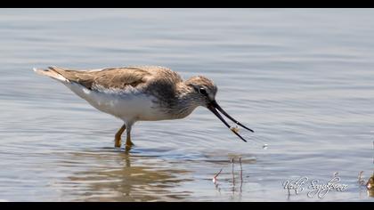 Terek düdükçünü