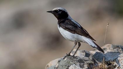 Aksırtlı kuyrukkakan