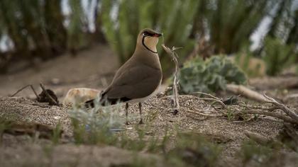 Bataklıkkırlangıcı