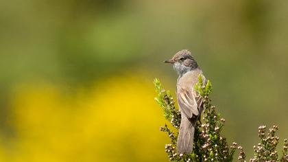 Akgerdanlı ötleğen