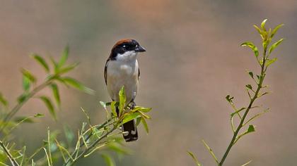 Kızılbaşlı örümcekkuşu