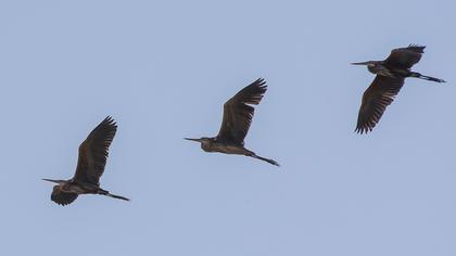 Erguvani balıkçıl