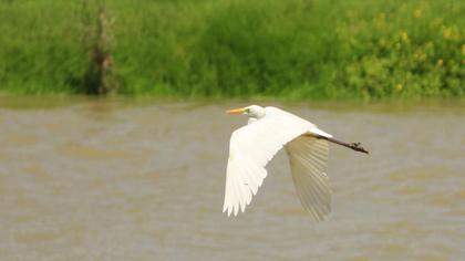 Büyük ak balıkçıl