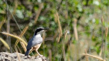 Büyük kaya sıvacısı
