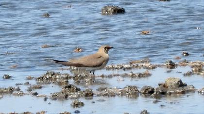 Bataklıkkırlangıcı