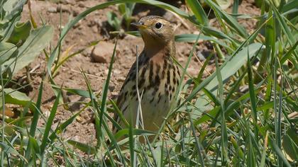 Kızılgerdanlı incirkuşu