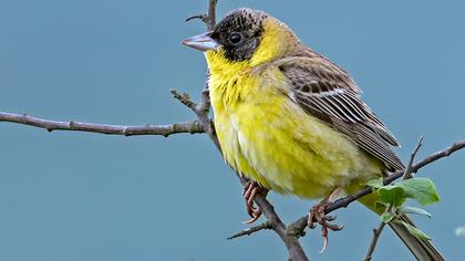 Karabaşlı kirazkuşu