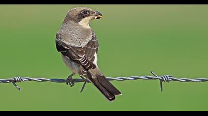 Karaalınlı örümcekkuşu