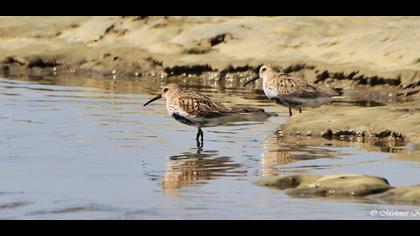 Karakarınlı kumkuşu