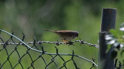 Akgerdanlı ötleğen