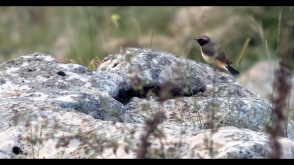 Kızılca kuyrukkakan