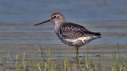 Bataklık düdükçünü