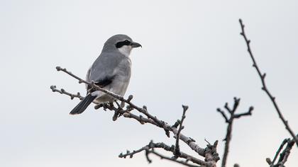 Büyük örümcekkuşu