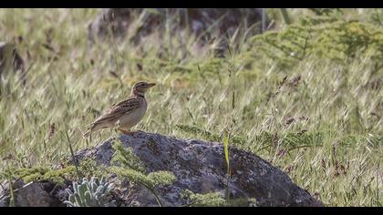 Küçük boğmaklı toygar