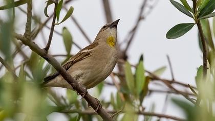 Sarıboğazlı serçe