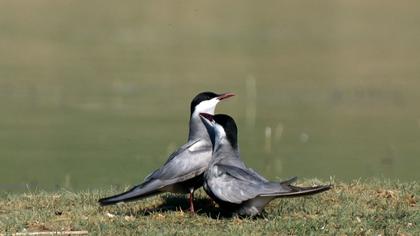 Whiskered Tern