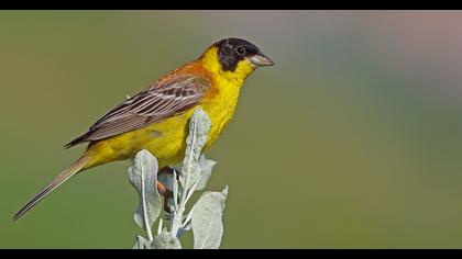 Karabaşlı kirazkuşu