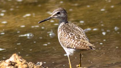 Orman düdükçünü