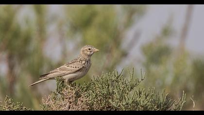 Türkistan çorak toygarı