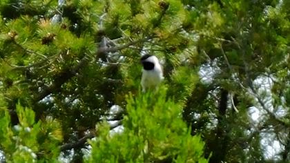 Akyanaklı baştankara