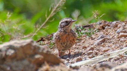 Sürmeli dağbülbülü