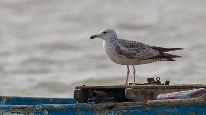 Van gölü martısı