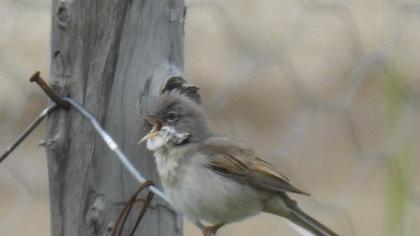 Akgerdanlı ötleğen