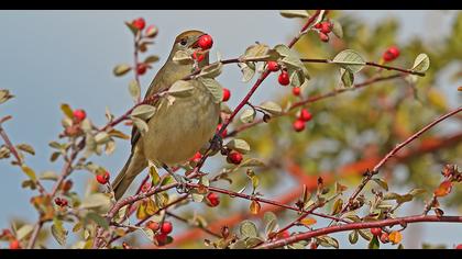 Eurasian Blackcap