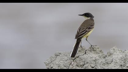 Sarı kuyruksallayan